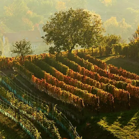 Vinoza - A Vinny Sklep V Moravskem Toskansku