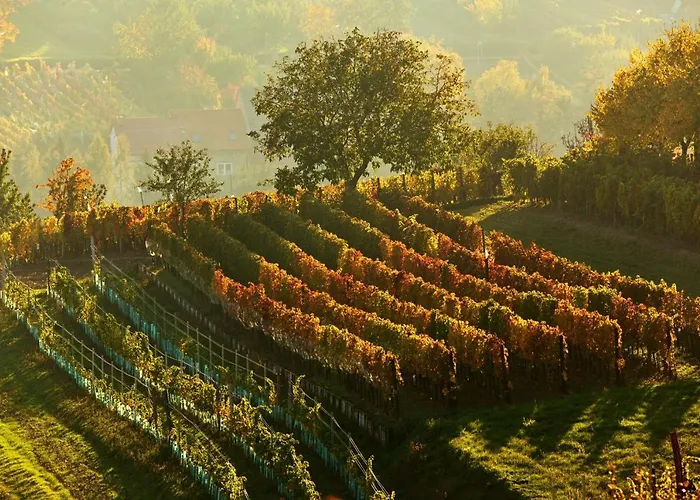 Vinoza - A Vinny Sklep V Moravskem Toskansku